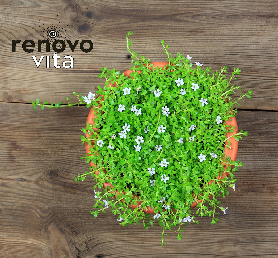 Part 4 of the Ingredient series by RenovoVita: Bacopa Monnieri